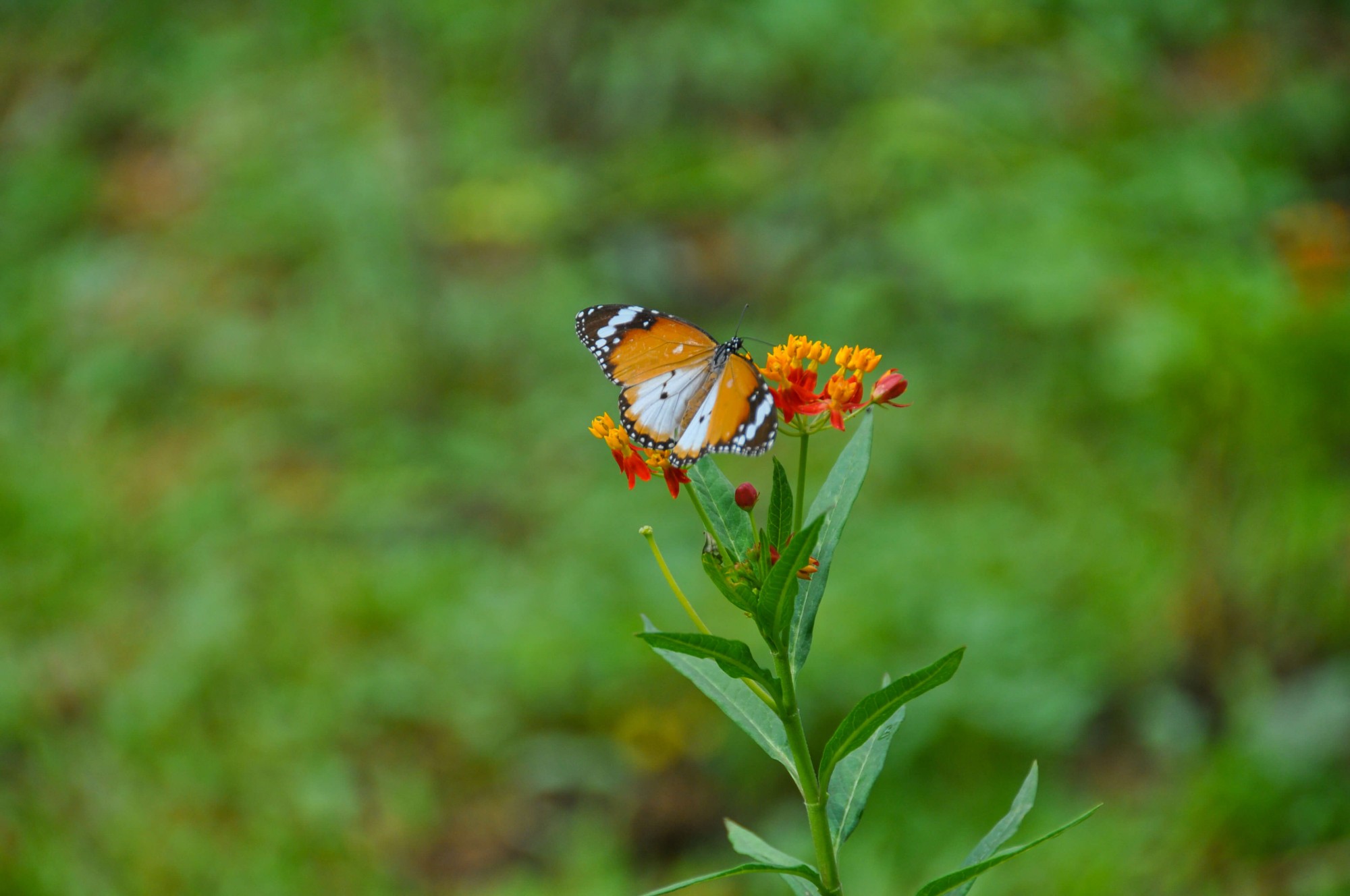 Launch of the RGS Butterfly Garden